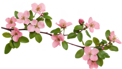 A delicate branch adorned with soft pink blossoms and green leaves. set against a clean. white background. perfect for spring-themed designs and floral arrangements