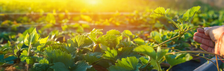Strawberries sprouted in the garden. Selective focus.