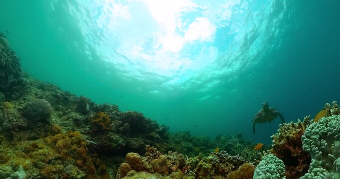 Beautiful turtle and tropical fish over the coral reefs. Underwater world.
