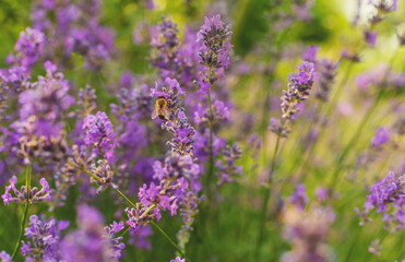 Obraz premium Lavender blooms in the garden. Selective focus.