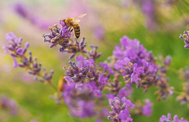 Lavender blooms in the garden. Selective focus.