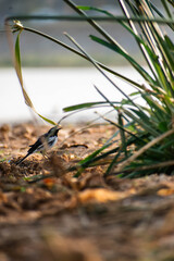 Black-and-white Wagtail bird foraging near water, partially hidden by grass, India. Shallow depth of field.