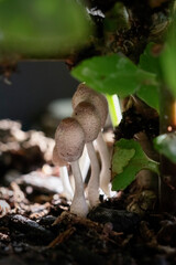 Macro of tiny wild mushrooms