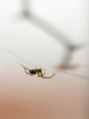 Tiny, tiny spider in his web
