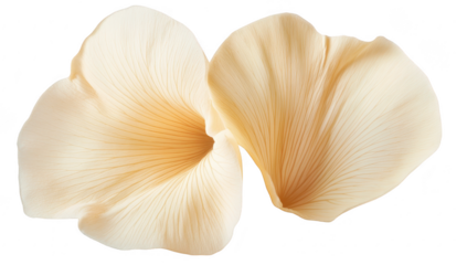 Delicate cream-colored flower petals gracefully overlapping. intricate textures and soft hues. perfect for floral designs. romantic themes. or nature-inspired projects