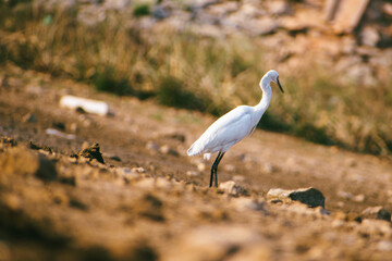 A lone egret stands on parched earth in rural India, the shallow depth of field emphasizing the bird against a blurred background.