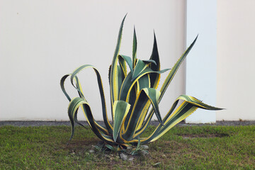 The Agave americana plant grows outside the house