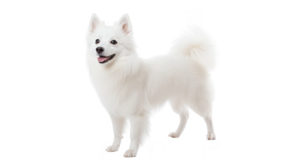 A playful white dog stands confidently on a bright. clean surface. its fluffy coat and joyful expression. perfect for pet-related content or advertisements