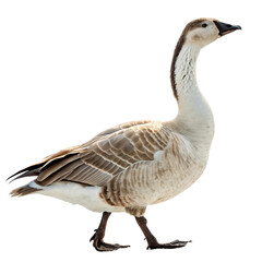 Domestic Goose PNG Feather Detail and Natural Pose


