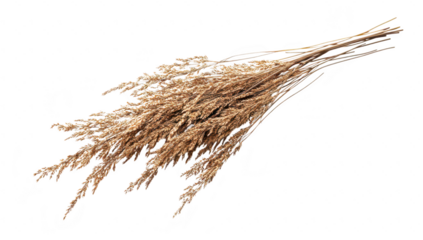 A beautiful arrangement of dried golden grass stems elegantly displayed on a clean white background. perfect for use in home decor or natural-themed designs