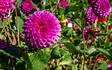Tacoma Park Dahlia Garden Close-up 6