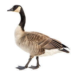 Farm Goose PNG Realistic Plumage and Beak

