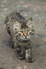 Portrait of cute wet kitten