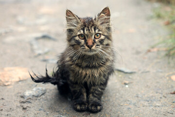 Obraz premium Portrait of cute wet kitten