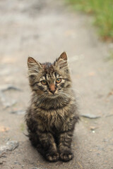 Portrait of cute wet kitten