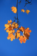 Yellow leaves on blue sky background