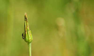 Ant climing to the top