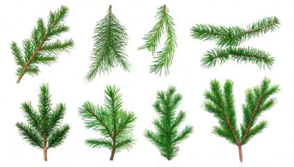 A collection of various pine tree branches different shapes and sizes. arranged artistically on a white background. ideal for nature-themed designs or seasonal decorations