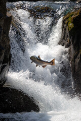 Salmon leap Sol Duc Falls Olympic National Park Washington river fish jump upstream waterfall wildlife nature Pacific Northwest travel scene stream cascade outdoor rocky splash PNW forest fishing © Hunter