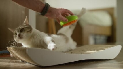 Cat Enjoying Grooming With Brush While Relaxing