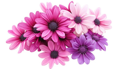 Obraz premium A arrangement of pink and purple daisies. their delicate petals and intricate details. set against a clean white background. perfect for floral design and decoration