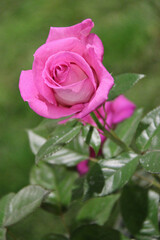 rose in a floral exhibition in nantes in france