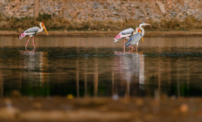 Three wading birds—painted stork, grey heron—in shallow Indian water, reflected, tranquil composition.