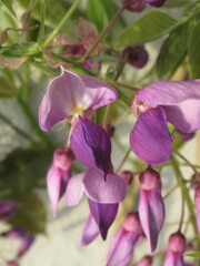 Zbliżenie na kwiaty rośliny z gatunku wisteria © Kumulugma