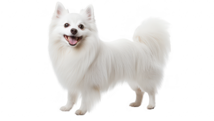 A cheerful white dog stands confidently against a clean white background. its fluffy fur and bright eyes. perfect for pet-related content or marketing