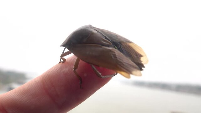 A large predatory bug (like Palomena) has a shield, on finger. Tropical insects, Vietnam