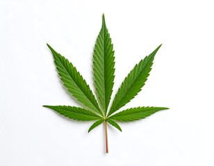 A vibrant green cannabis leaf against a white background