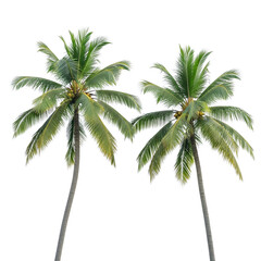 Obraz premium Two palm trees isolated isolated on transparent background