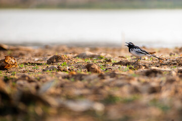 A black-and-white wagtail bird sings near a lake in rural India, its song contrasting with the serene landscape.