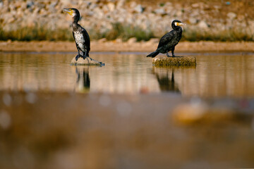 Two cormorants perched on rocks in a calm, shallow Indian water body.  Reflective water, serene composition.