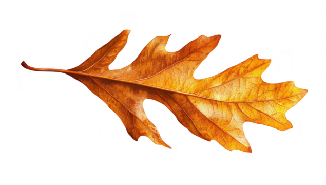A vibrant. detailed close-up of an autumn oak leaf its rich orange hues and intricate vein patterns. set against a clean white background. ideal for seasonal decor or nature-themed projects