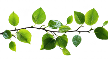 A green branch with fresh leaves against a white background. natures beauty. ideal for use in environmental themes. gardening. and wellness concepts
