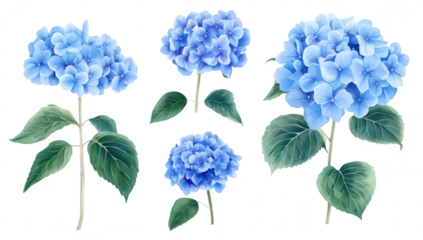 A collection of beautifully illustrated blue hydrangea flowers with lush green leaves. various angles and arrangements. perfect for floral designs and nature-themed projects