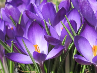 Fioletowe krokusy skąpane w promieniach słońca © Kumulugma