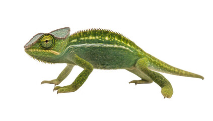 Fototapeta premium A green chameleon poised on a white background. its unique texture and colors. ideal for educational materials on reptiles and wildlife photography