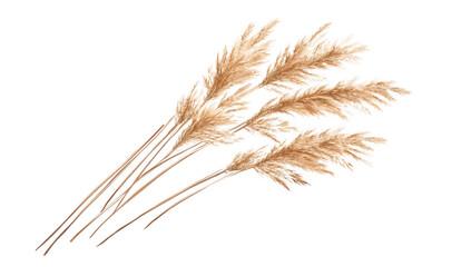 A delicate arrangement of dried pampas grass stems their soft. feathery texture against a clean white background. perfect for home decor or botanical design inspiration