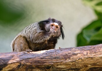 Black-tufted marmoset
