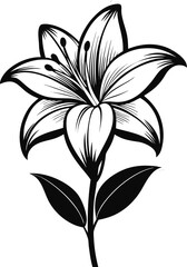 Black and white graphic illustration of a single lily flower in full bloom blossom botanical vector illustration EPS file download.
