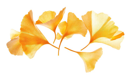 Naklejka premium A delicate arrangement of yellow ginkgo leaves their unique fan shape. set against a clean white background. perfect for nature-themed designs and botanical studies