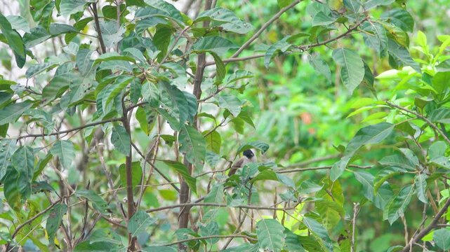 The Singing Bird, yellow-vented bulbul (Pycnonotus goiavier), Vietnam