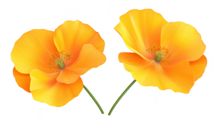 A pair of orange poppy flowers elegantly positioned against a clean white background. their delicate petals and intricate details. perfect for nature-themed designs