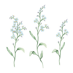 Watercolor set of forget-me-nots on a white background. Botanical illustration freehand drawing. Hand drawn illustration delicate little Flowers with pencil strokes. Light blue meadow flowers.