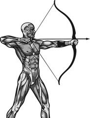Anatomical illustration of an archer drawing a bow, muscles visible.