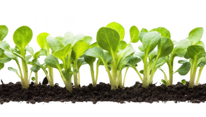 Fresh green seedlings of lettuce sprouting from rich dark soil. healthy growth in a bright white background. ideal for gardening and agriculture themes