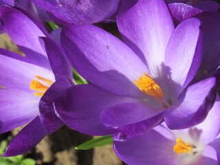 Fioletowe krokusy skąpane w promieniach słońca © Kumulugma