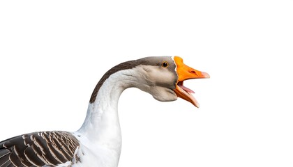 Close-up of a Greylag Goose with Open Beak, Isolated on White Background